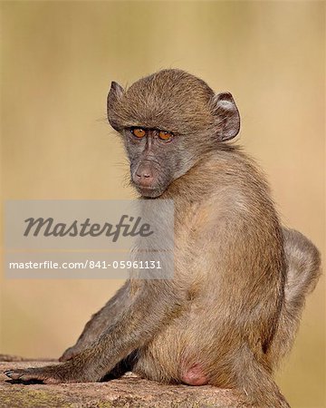 Infant Chacma baboon (Papio ursinus) on its mother's back, Kruger National Park, South Africa, Africa