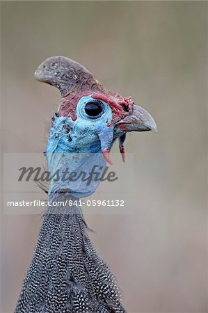 Helmeted guineafowl (Numida meleagris), Kruger National Park, South Africa, Africa