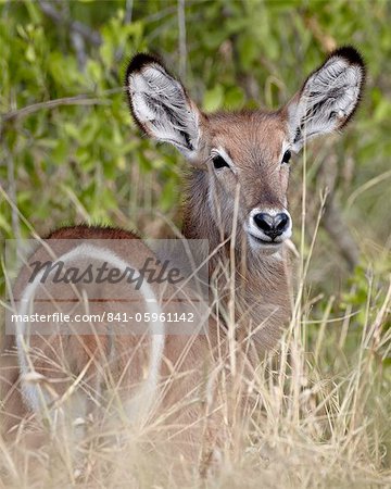 Jeune COBE (Ellipsen cobes) (Kobus ellipsiprymnus ellipsiprymnus), Parc National de Kruger, Afrique du Sud, Afrique