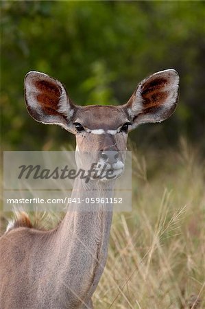 Femelle de grande koudou (Tragelaphus strepsiceros), Parc National Kruger, Afrique du Sud, Afrique