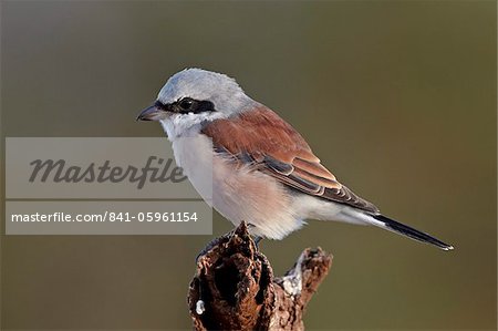 Male red-backed shrike (Lanius collurio), Kruger National Park, South Africa, Africa