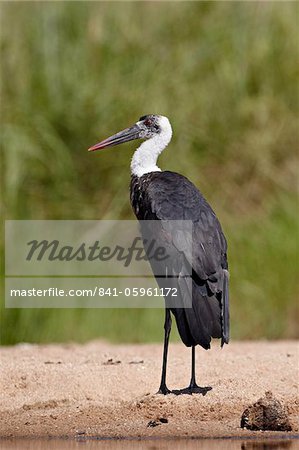 Woolly-necked stork (Ciconia episcopus), Kruger National Park, South Africa, Africa