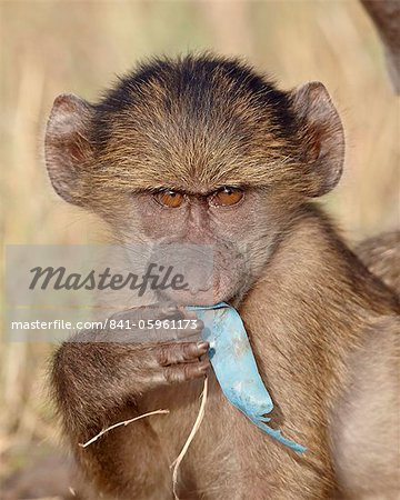 Young Chacma baboon (Papio ursinus) chewing on a piece of plastic, Kruger National Park, South Africa, Africa