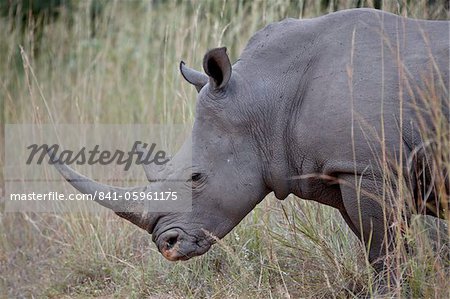 White Rhinoceros (Ceratotherium Simum), Krüger Nationalpark, Südafrika, Afrika