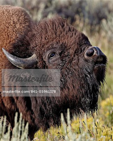 Bison (Bison Bison) Stier demonstriert das Flehmen Antwort, Yellowstone Nationalpark, Wyoming, Vereinigte Staaten von Amerika, Nordamerika