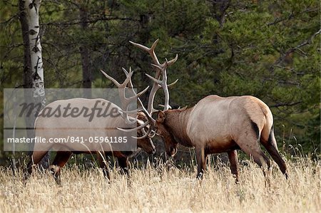 Two bull elk (Cervus canadensis) sparring during the rut, Jasper National Park, UNESCO World Heritage Site, Alberta, Canada, North America