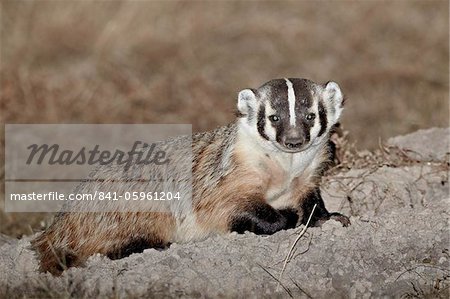 Badger (Taxidea taxus), Buffalo Gap National Grassland, Conata Basin, South Dakota, United States of America, North America