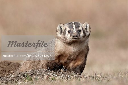 Badger (Taxidea taxus), Custer State Park, South Dakota, United States of America, North America