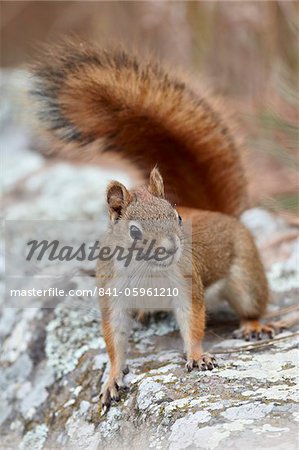 American red squirrel (red squirrel) (Spruce squirrel) (Tamiasciurus hudsonicus), Custer State Park, South Dakota, United States of America, North America