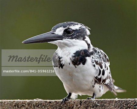 Pied kingfisher (Ceryle rudis), Kruger National Park, South Africa, Africa