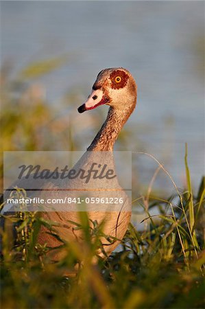 Ouette d'Égypte (Alopochen aegyptiacus), Parc National de Kruger, Afrique du Sud, Afrique