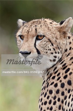 Guépard (Acinonyx jubatus), Parc National de Kruger, Afrique du Sud, Afrique