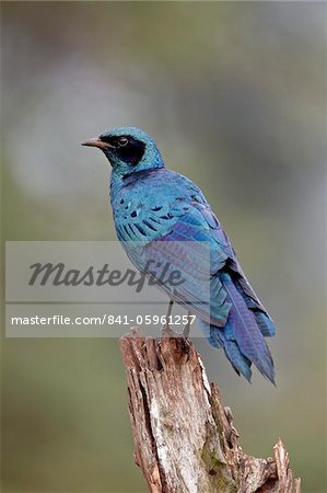 Greater blue-eared glossy starling (Lamprotornis chalybaeus), Kruger National Park, South Africa, Africa
