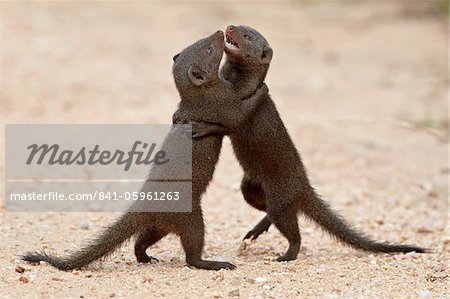 Zwei Zwerg-Manguste (Helogale Parvula) sparring, Krüger Nationalpark, Südafrika, Afrika