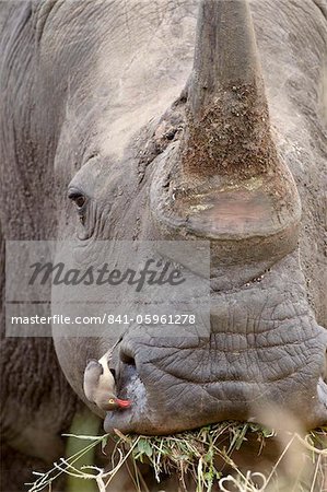 Piquebœuf à bec rouge (Buphagus erythrorhynchus) sur un rhinocéros blanc (Ceratotherium simum), Parc National de Kruger, Afrique du Sud, Afrique