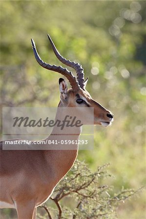 Impala (Aepyceros melampus) buck, Imfolozi Game Reserve, South Africa, Africa