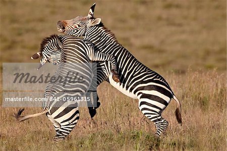 Sparring, Mountain-Zebra-Nationalpark, Südafrika, Afrika Kap-Bergzebra (Equus Zebra Zebra)