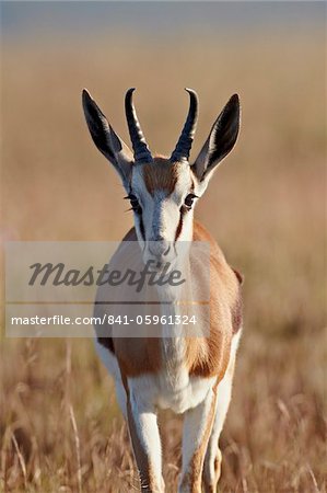 Springbok (Antidorcas marsupialis) buck, Parc National du Mont Zebra, Afrique du Sud, Afrique