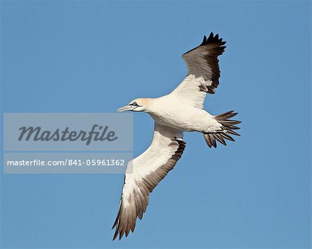 Cape gannet (Morus capensis) in flight, Bird Island, Lambert's Bay, South Africa, Africa