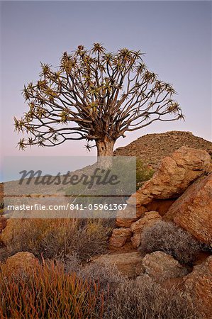 Carquois arbre (Kokerboom) (Aloe dichotoma) au crépuscule, Namakwa, Namaqualand, Afrique du Sud, Afrique