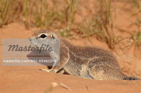 Écureuil de terre du Cap (Xerus inauris), Kgalagadi Transfrontier Park, qui englobe l'ancien Kalahari Gemsbok National Park, Afrique du Sud, Afrique