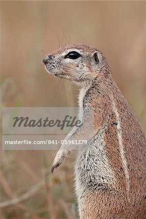 Cape ground squirrel (Xerus inauris), Kgalagadi Transfrontier Park, encompassing the former Kalahari Gemsbok National Park, South Africa, Africa