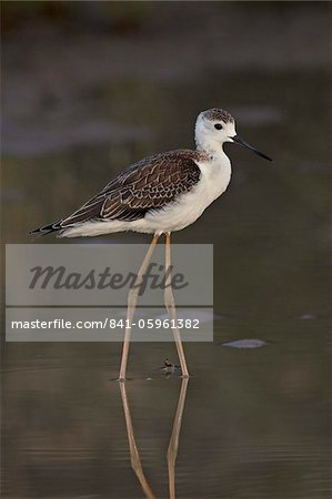 Immature black-winged stilt (Himantopus himantopus), Kgalagadi Transfrontier Park, encompassing the former Kalahari Gemsbok National Park, South Africa, Africa