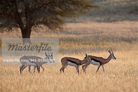 Quatre springbok (Antidorcas marsupialis), Kgalagadi Transfrontier Park, qui englobe l'ancien Kalahari Gemsbok National Park, Afrique du Sud, Afrique