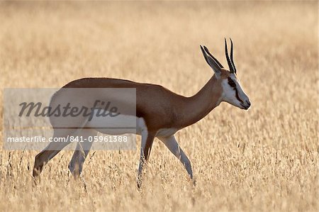 Springbok (Antidorcas marsupialis), Kgalagadi Transfrontier Park, qui englobe l'ancien Kalahari Gemsbok National Park, Afrique du Sud, Afrique