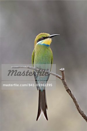 Swallow-tailed bee-eater (Merops hirundineus), Kgalagadi Transfrontier Park, encompassing the former Kalahari Gemsbok National Park, South Africa, Africa