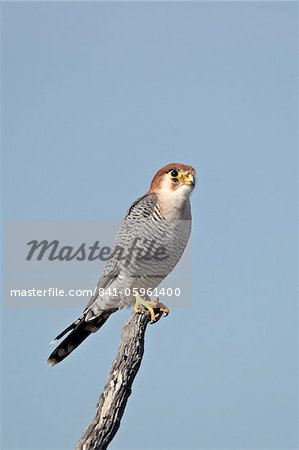 Red-necked falcon (red-headed merlin) (Falco chicquera), Kgalagadi Transfrontier Park, encompassing the former Kalahari Gemsbok National Park, South Africa, Africa