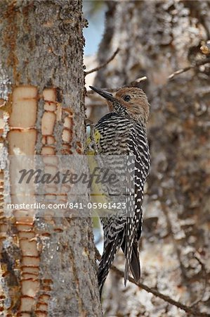 Femelle de Williamson (Sphyrapicus thyroideus), Parc National de Yellowstone, l'UNESCO World Heritage Site, Wyoming, États-Unis d'Amérique, l'Amérique du Nord Femelle de Williamson (Sphyrapicus thyroideus), Parc National de Yellowstone, l'UNESCO World Heritage Site, Wyoming, États-Unis d'Amérique, l'Amérique du Nord