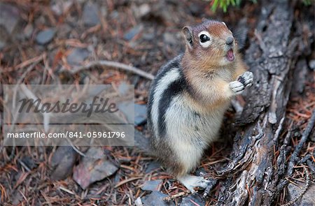 Chipmunk manger, lac Louise, Parc National Banff, Alberta, Canada, en Amérique du Nord