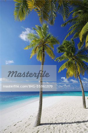Palmiers sur la plage, Maldives, océan Indien, Asie Palmiers sur la plage, Maldives, océan Indien, Asie