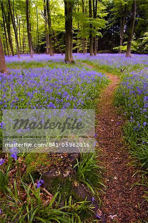 Bois Bluebell au printemps, Micheldever, Hampshire, Angleterre, Royaume-Uni, Europe