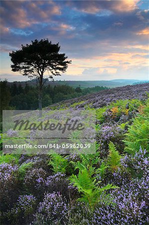 Bracken et heather dans la New Forest, Hampshire, Angleterre, Royaume-Uni, Europe