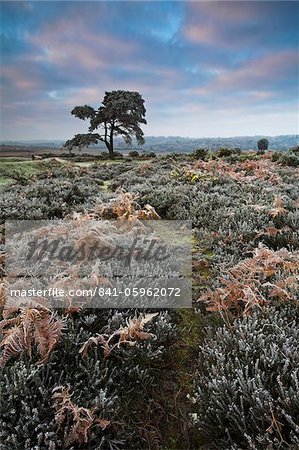 Hoar frost during winter in the New Forest, Hampshire, England, United Kingdom, Europe