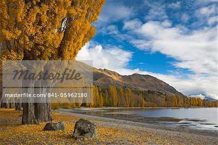 Autumn colours turn the lakeside golden at Wanaka, Otago, South Island, New Zealand, Pacific