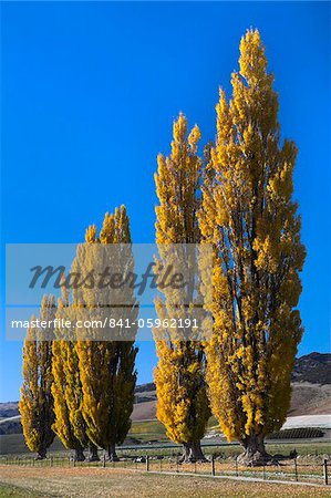 Autumn foliage in the Otago countryside near Cromwell, Otago, South Island, New Zealand, Pacific