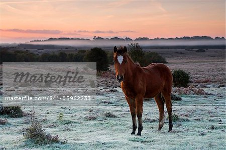 New Forest pony foal on the frosty and misty heathland, New Forest National Park, Hampshire, England, United Kingdom, Europe