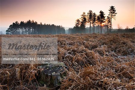 Frost covered bracken covers a cleared inclosure, New Forest National Park, Hampshire, England, United Kingdom, Europe