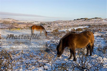 Amarrer poneys Dartmoor pâturage sur la couverts de neige, Parc National de Dartmoor, Devon, Angleterre, Royaume-Uni, Europe