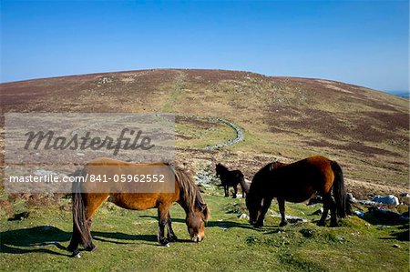 Poney Dartmoor, broutage par les vestiges du village préhistorique CERCLÉ Pierre Grimspound, Dartmoor, Devon, Angleterre, Royaume-Uni, Europe