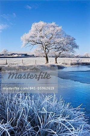 Hoar frosted trees and frozen lake in winter time, Morchard Road, Mid Devon, England, United Kingdom, Europe