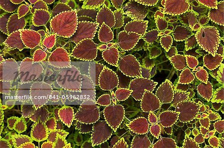 Colourful panaché Coleus ou peint ortie, jardins botaniques royaux de Peradeniya, près de Kandy, Sri Lanka, Asie