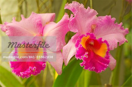 Brassolaeliocattleya pink diamond orchid in the Orchid House at Royal Botanic Gardens, Peradeniya, near Kandy, Sri Lanka, Asia