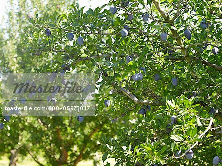 Pflaumenbäume in Orchard, Hipple Farmen, Beamsville, Ontario, Kanada