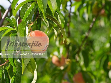 Peaches sur arbre Branches, fermes Hipple, Beamsville, Ontario, Canada