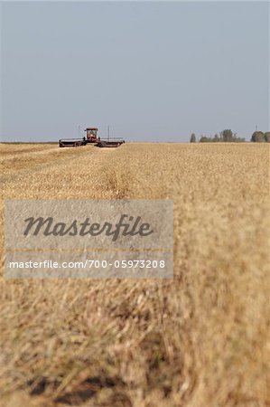 Harvesting Oats, Starbuck, Manitoba, Canada