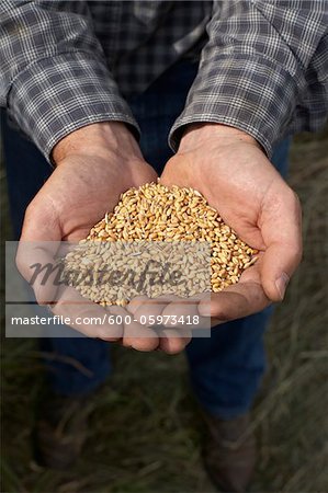 Landwirts Hände halten geernteten Körner von Weizen, Pincher Creek, Alberta, Kanada